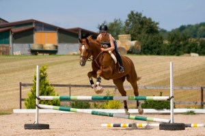 chia seeds for horses