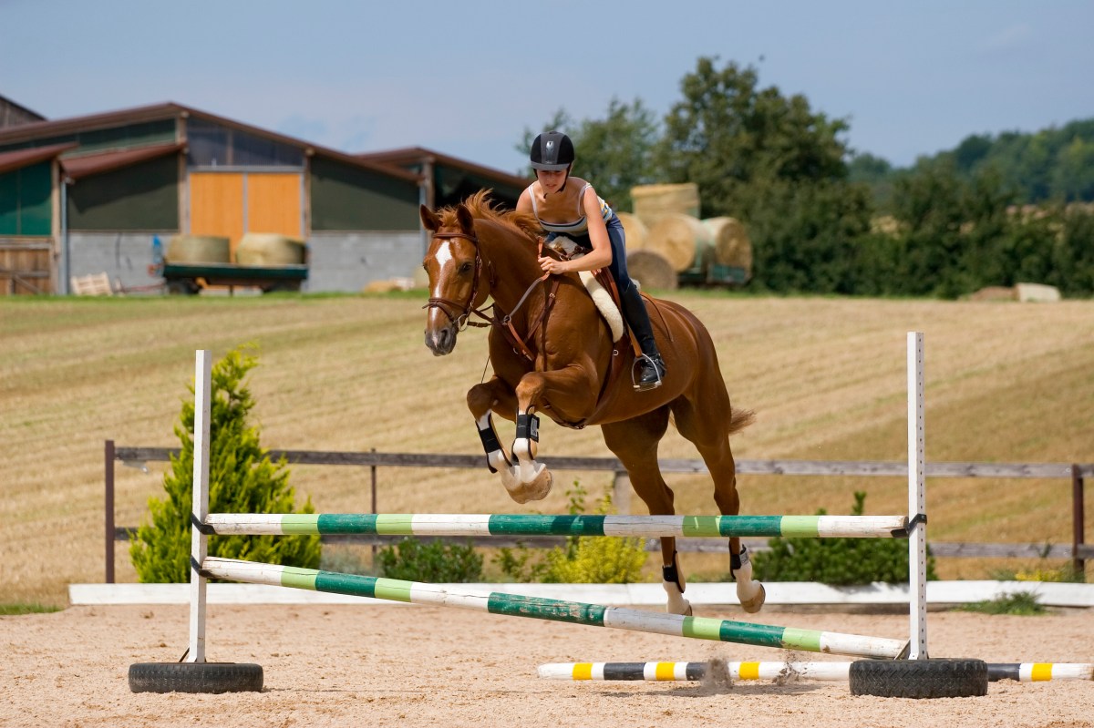 chia seeds for horses